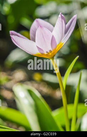 Rosa e giallo dwarf tulipani vista di profilo Foto Stock