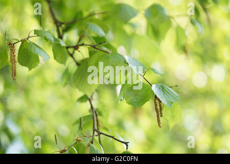 Betulla foglie con amenti nella soleggiata giornata di primavera Foto Stock