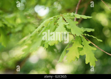 Giovani foglie di quercia nella primavera del giorno di sole Foto Stock