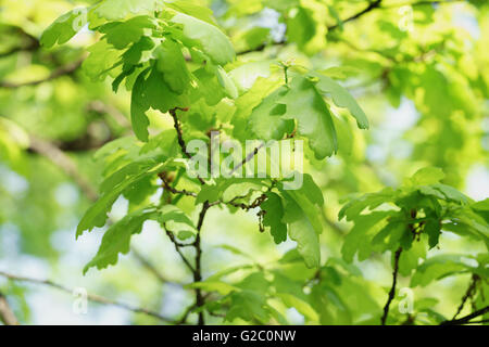 Giovani foglie di quercia nella primavera del giorno di sole Foto Stock
