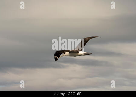 Timido Mollymawk volando sopra l'Oceano Pacifico vicino alla costa di Kaikoura in Nuova Zelanda. Foto Stock