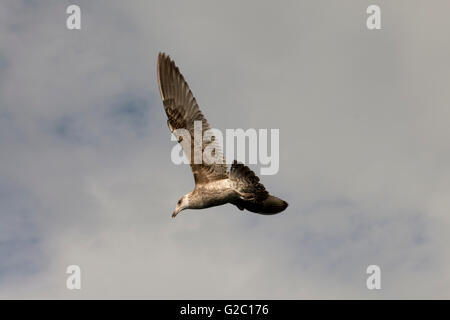 Il gigante del nord Petrel volando sopra l'Oceano Pacifico vicino alla costa di Kaikoura a Canterbury in Nuova Zelanda. Foto Stock