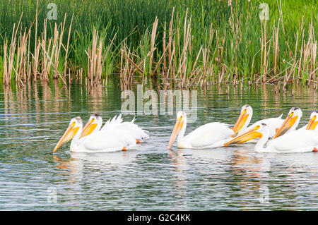 Pellicani bianchi, Lago Stafford, Brooks, Alberta, Canada Foto Stock