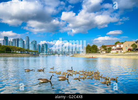 Oche del Canada di famiglie a False Creek sea wall, Vancouver, British Columbia, Canada Foto Stock