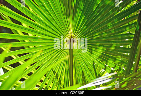 Retroilluminato a forma di ventola di foglie di cavolo australiano Palm Tree (Livistona australis) Foto Stock