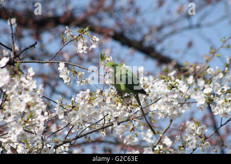 Rose di inanellare parrocchetto mangiare Fiori Ciliegio al Parco di Ueno a Tokyo in posa per essere fotografate Foto Stock