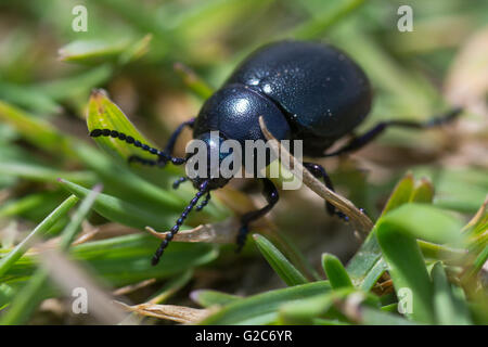 Piccola sanguinosa naso-beetle (Timarcha goettingensis). Un coleottero flightless nella famiglia Chrysomelidae, la foglia e seme di coleotteri Foto Stock
