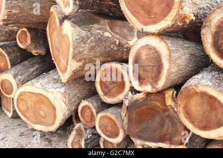 Pila di pioggia ad albero in legno tagliato in pezzo sono impresa forestale. Foto Stock