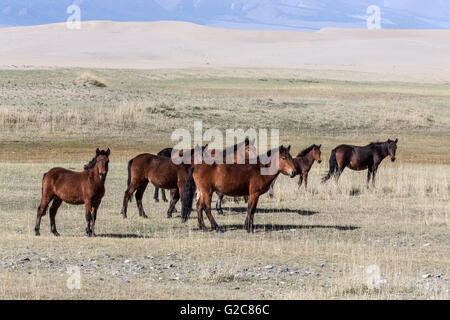 Il mongolo cavalli nella steppa, deserto dei Gobi, Cina. Foto Stock