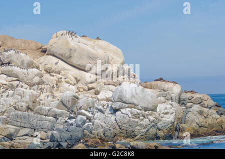 Steller leoni di mare su un oceano di roccia in Vina del Mar Foto Stock