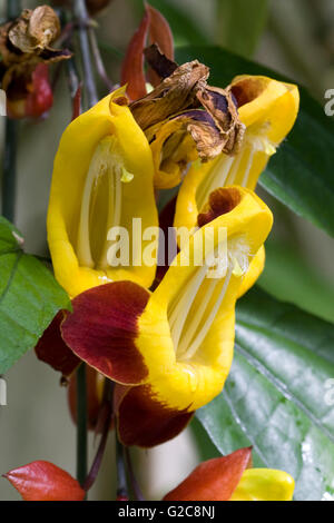 Fioritura Thunbergia mysorensis Foto Stock