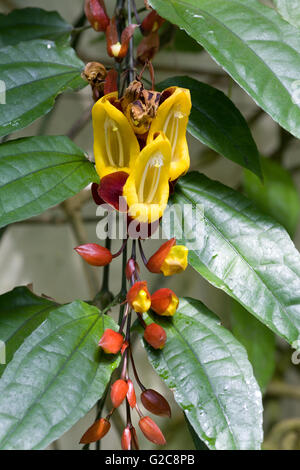 Fioritura Thunbergia mysorensis Foto Stock