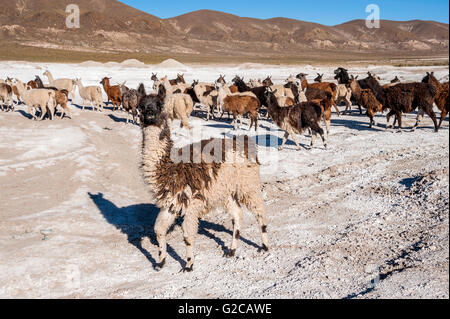 Salt Lake - Salar de Uyuni in Bolivia Foto Stock