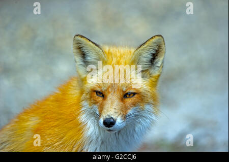 La Volpe rossa Close-up Foto Stock