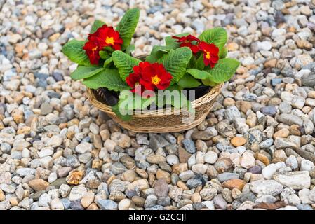 Tre fioriture primulas rosso nel cesto su ciottoli in primavera Foto Stock