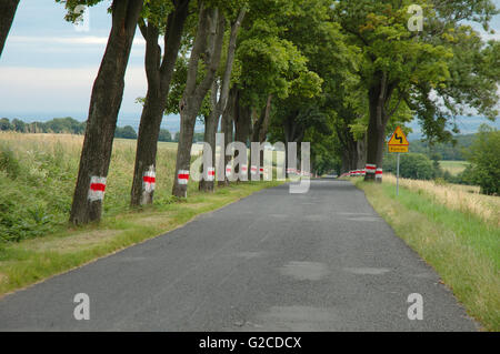 Strada diritta tra gli alberi dipinte di alberi Foto Stock