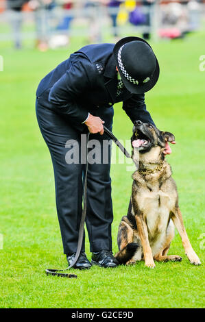 BELFAST, IRLANDA DEL NORD. 22 MAGGIO 2016: Dog HANDLER PC Campana Louise dalla London Metropolitan Police con il suo cane, MetPol Thames Annie, alla cinquantaseiesima nazionali di polizia del Regno Unito cane prove. Foto Stock