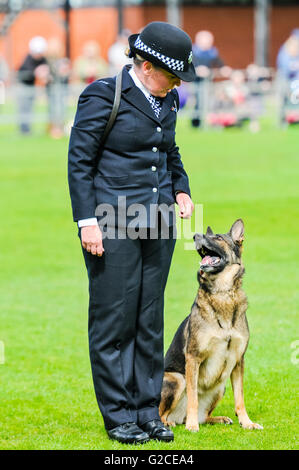 BELFAST, IRLANDA DEL NORD. 22 MAGGIO 2016: Dog HANDLER PC Campana Louise dalla London Metropolitan Police con il suo cane, MetPol Thames Annie, alla cinquantaseiesima nazionali di polizia del Regno Unito cane prove. Foto Stock