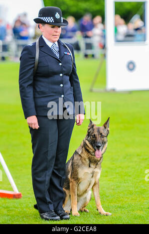 BELFAST, IRLANDA DEL NORD. 22 MAGGIO 2016: Dog HANDLER PC Campana Louise dalla London Metropolitan Police con il suo cane, MetPol Thames Annie, alla cinquantaseiesima nazionali di polizia del Regno Unito cane prove. Foto Stock