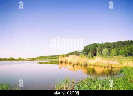 Grande lago, lungo le rive ricoperta da canneti. Sul lago ci sono pino e betulla. Una chiara giornata senza nuvole. Foto Stock