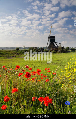 Fieldflowers davanti al mulino Wingerdse vicino Oud-Alblas nella regione olandese Alblasserwaard Foto Stock