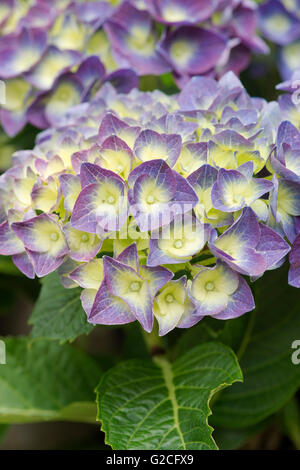 Hydrangea macrophylla 'Jip blu". Bigleaf hydrangea fioritura Foto Stock