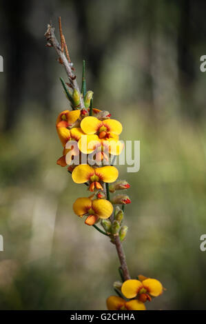 Piccole arbustive pianta nativa, questo esemplare fotografato nella zona di Grampians. Foto Stock