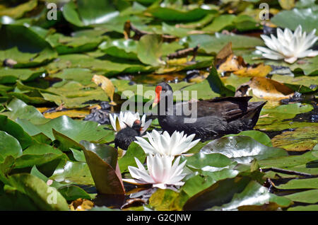 Madre Dusky Moorhen alimentando il suo pulcino di bambino in un stagno di ninfea Foto Stock