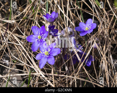 Per esaurirsi in primavera, liverwort, Anemone hepatica, primo piano del grappolo di fiori nella foresta in Oslo Norvegia Foto Stock
