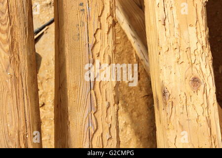 La costruzione delle travi di legno distrutto da un attacco di insetto ( Hylotrupes bajulus, casa longhorn beetle ) Foto Stock