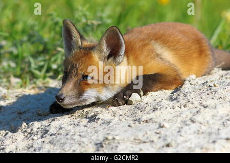 Lazy red fox posa vicino al den ( Vulpes vulpes ) Foto Stock