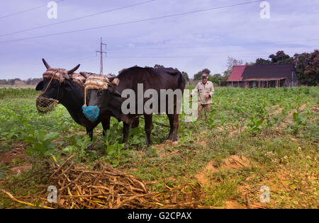 Coltivatore di tabacco con buoi, Pinar del Rio, Cuba Foto Stock