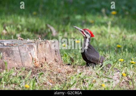 Maschio picchio Pileated(Dryocopus pileatus) cercando le formiche Foto Stock