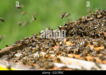 Chiudere orizzontale fino di api battenti intorno all'alveare Foto Stock