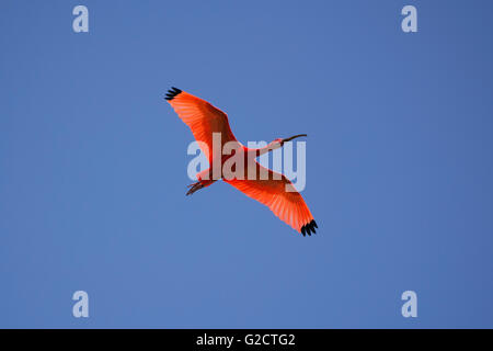 Scarlet Ibis, chiamato anche in latino Eudocimus ruber. Foto Stock