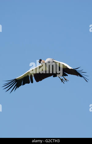 Nero Crowned Crane, chiamato anche in latino Balearica pavonina. Foto Stock