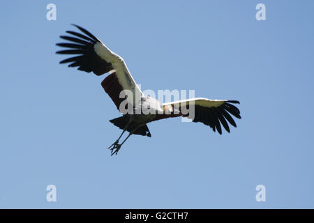 Nero Crowned Crane, chiamato anche in latino Balearica pavonina. Foto Stock