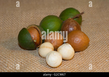 Sgusciate e senza guscio di noci di macadamia Foto Stock