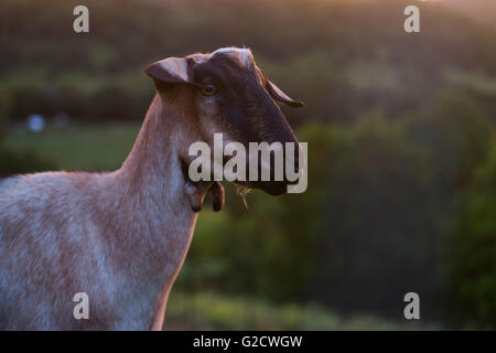 Gypsy la capra vive su una piccola fattoria nel lontano nord del Nuovo Galles del Sud Foto Stock