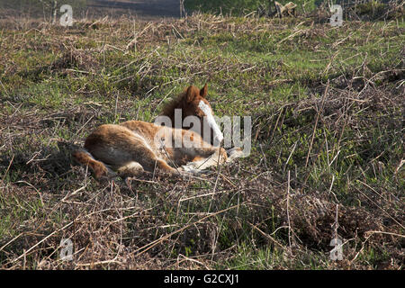 New Forest pony puledro di appoggio inferiore Soarley New Forest National Park Hampshire Inghilterra Foto Stock