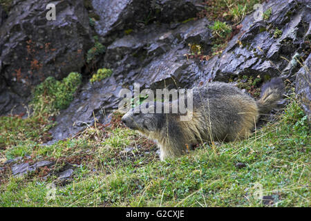 La marmotta alpina Marmota marmota nei Pirenei Francia Foto Stock