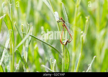 Londra, Regno Unito, 27 maggio 2016. Due damselflies rossi (Zygoptera) si accoppiano formando una forma cardiaca. In una giornata calda e soleggiata, in un giardino del sud di Londra emergono delle colorate damselflies. I damselflies, simili ai libellule, mostrano un comportamento di corteggiamento elaborato e talvolta formano una forma cardiaca quando si accoppiano. In genere vivono solo poche settimane, e i voli in paesi più freddi del Nord Europa come la Gran Bretagna sono per lo più limitati a giornate calde e soleggiate. Credit: Imageplotter News e Sports/Alamy Live News Foto Stock