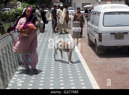 Cane di strada all'interno di locali per l Istituto Nazionale per la salute dei bambini che mostra la negligenza di Watchmen e può essere un rischio per i pazienti di venire qui, a Karachi il Venerdì, 27 maggio 2016. Foto Stock
