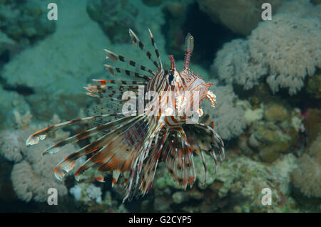 Dicembre 27, 2010 - Mar Rosso, Egitto - Il leone rosso, leone comune, Turkeyfish, danio zebrato, Firefish o Scorpion-cod (pterois volitans), Mar Rosso, Egitto, Africa (credito Immagine: © Andrey Nekrasov/ZUMA filo/ZUMAPRESS.com) Foto Stock