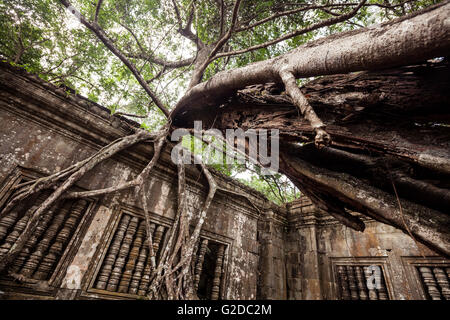 Grandi Banyan Tree e Beng Mealea tempio, basso angolo visuale, Siem Reap, Cambogia Foto Stock