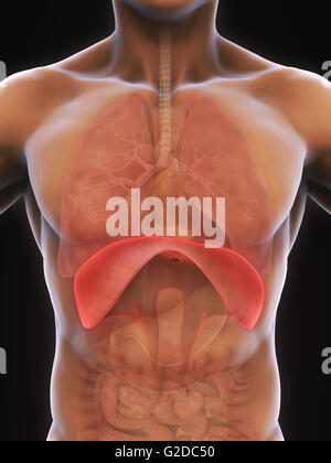 Diaframma umano anatomia Foto Stock