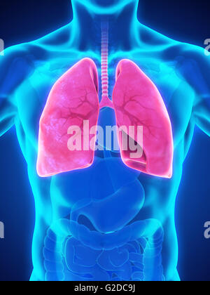 Umano Sistema respiratorio Foto Stock