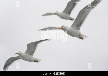 Tre Gabbiani Close-up Foto Stock