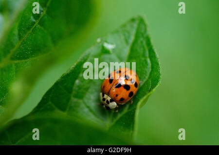 Variopinto Asian Lady Beetle sulla foglia, Close-Up Foto Stock