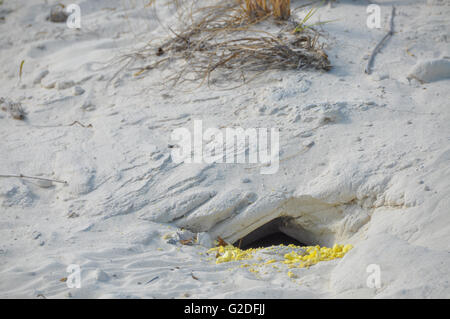 Iguana la buca di sabbia con uova presso lo sportello anteriore Foto Stock